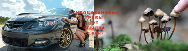 шишки Абаза